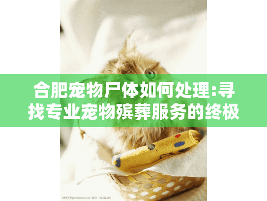合肥宠物尸体如何处理:寻找专业宠物殡葬服务的终极指南