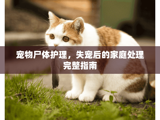 宠物尸体护理，失宠后的家庭处理完整指南