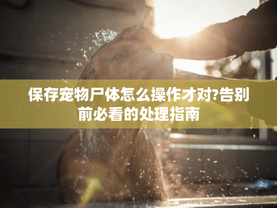 保存宠物尸体怎么操作才对?告别前必看的处理指南
