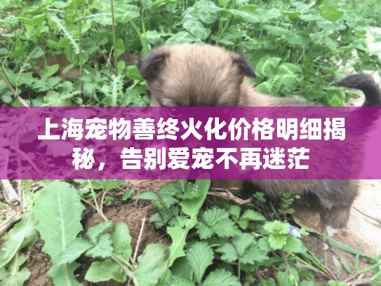 上海宠物善终火化价格明细揭秘，告别爱宠不再迷茫