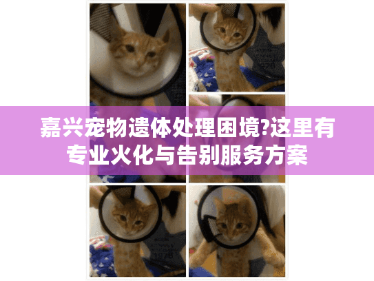 嘉兴宠物遗体处理困境?这里有专业火化与告别服务方案