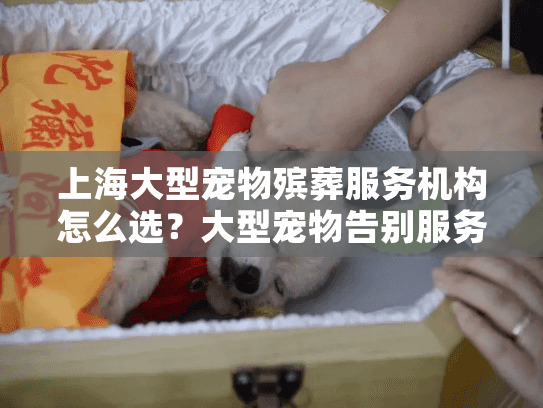 上海大型宠物殡葬服务机构怎么选？大型宠物告别服务选择指南