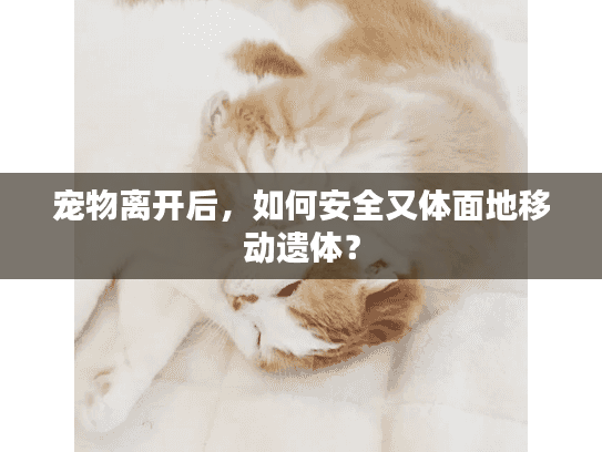 宠物离开后，如何安全又体面地移动遗体？