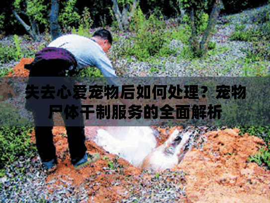 失去心爱宠物后如何处理？宠物尸体干制服务的全面解析