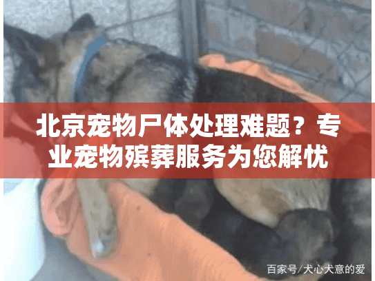 北京宠物尸体处理难题？专业宠物殡葬服务为您解忧