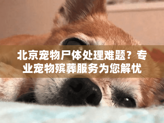 北京宠物尸体处理难题？专业宠物殡葬服务为您解忧