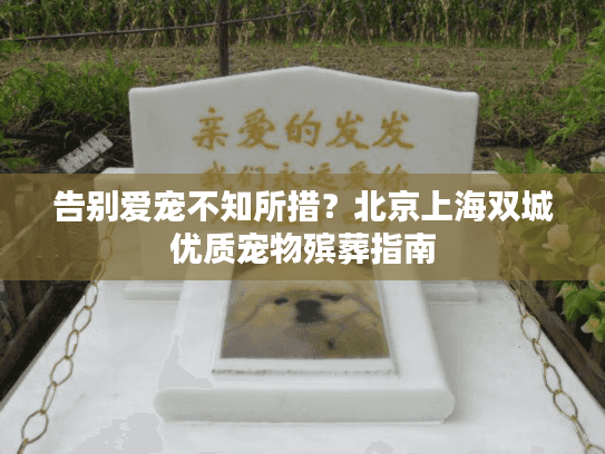 告别爱宠不知所措？北京上海双城优质宠物殡葬指南
