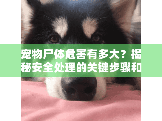 宠物尸体危害有多大？揭秘安全处理的关键步骤和宠物殡葬服务必要性