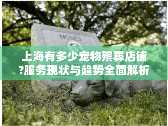 上海有多少宠物殡葬店铺?服务现状与趋势全面解析