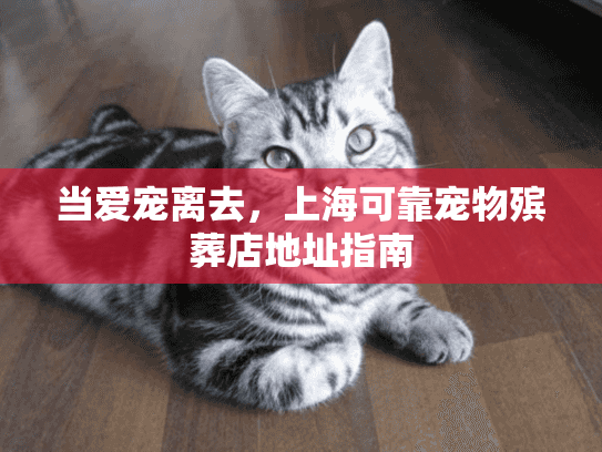 当爱宠离去，上海可靠宠物殡葬店地址指南
