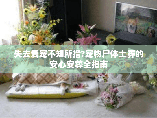 失去爱宠不知所措?宠物尸体土葬的安心安葬全指南