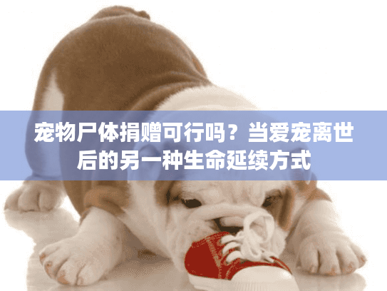 宠物尸体捐赠可行吗？当爱宠离世后的另一种生命延续方式