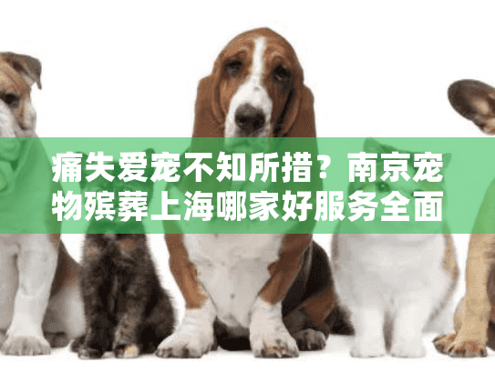 痛失爱宠不知所措？南京宠物殡葬上海哪家好服务全面指南