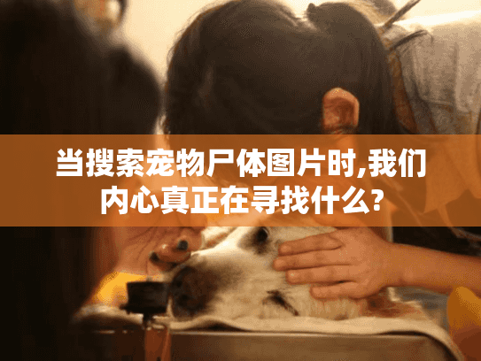 当搜索宠物尸体图片时,我们内心真正在寻找什么?