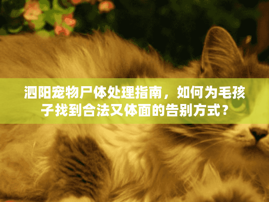 泗阳宠物尸体处理指南，如何为毛孩子找到合法又体面的告别方式？