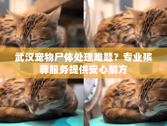 武汉宠物尸体处理难题？专业殡葬服务提供安心解方