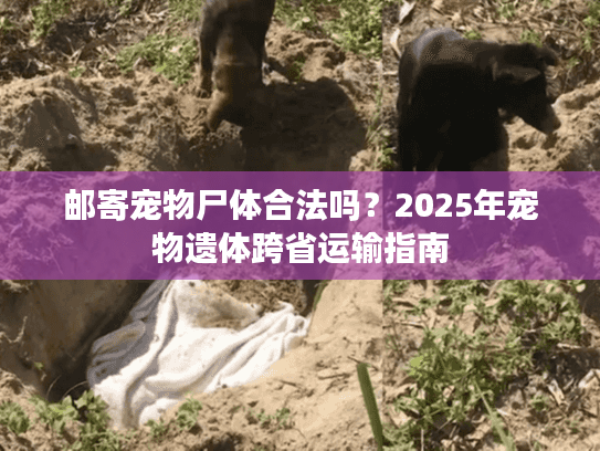 邮寄宠物尸体合法吗？2025年宠物遗体跨省运输指南