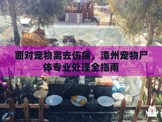 面对宠物离去伤痛，漳州宠物尸体专业处理全指南