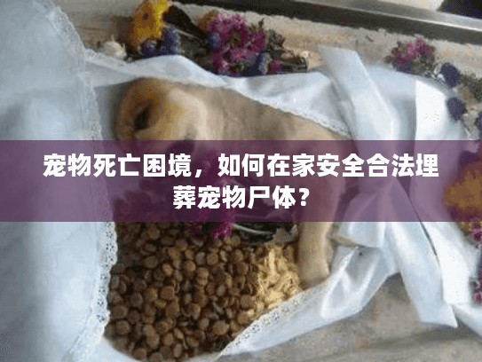 宠物死亡困境，如何在家安全合法埋葬宠物尸体？