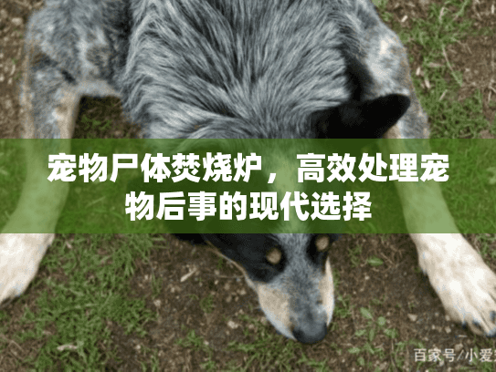 宠物尸体焚烧炉,高效处理宠物后事的现代选择 宠物尸体焚烧炉,高效处理宠物后事的现代选择