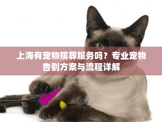上海有宠物殡葬服务吗？专业宠物告别方案与流程详解