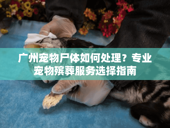 广州宠物尸体如何处理？专业宠物殡葬服务选择指南