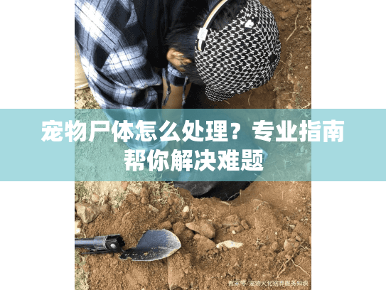 宠物尸体怎么处理？专业指南帮你解决难题