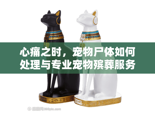 心痛之时，宠物尸体如何处理与专业宠物殡葬服务指南