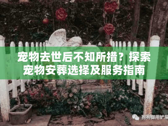 宠物去世后不知所措？探索宠物安葬选择及服务指南