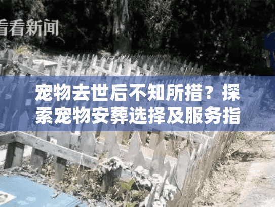 宠物去世后不知所措？探索宠物安葬选择及服务指南