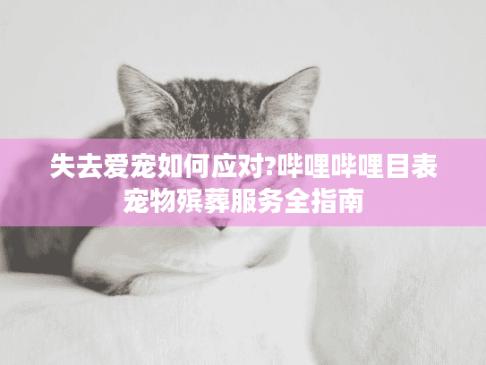 失去爱宠如何应对?哔哩哔哩目表宠物殡葬服务全指南