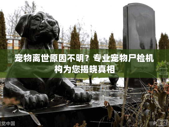 宠物离世原因不明？专业宠物尸检机构为您揭晓真相