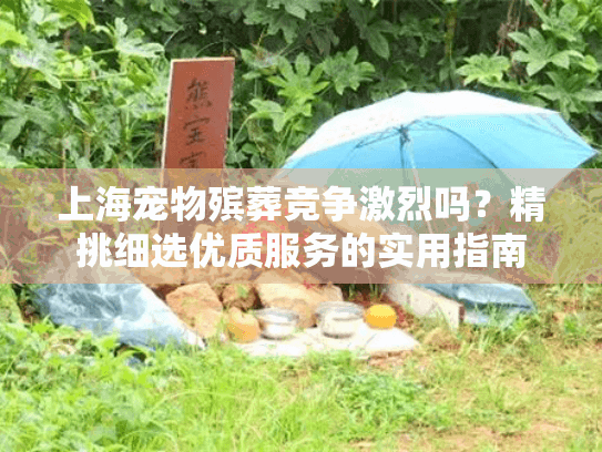 上海宠物殡葬竞争激烈吗？精挑细选优质服务的实用指南
