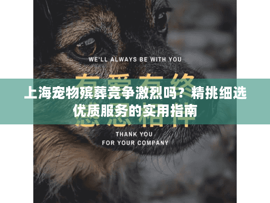 上海宠物殡葬竞争激烈吗？精挑细选优质服务的实用指南