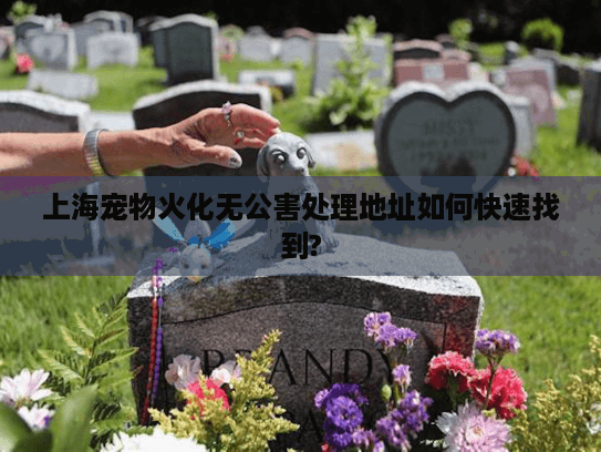上海宠物火化无公害处理地址如何快速找到?