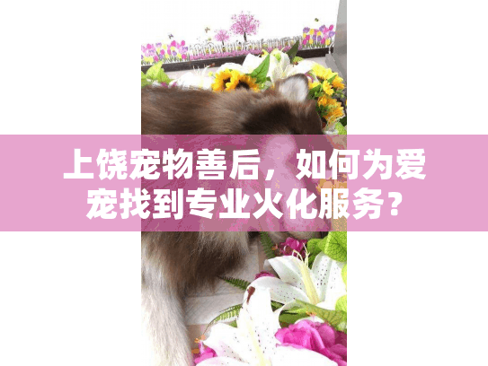 上饶宠物善后,如何为爱宠找到专业火化服务? 上饶宠物善后,如何为爱宠找到专业火化服务?