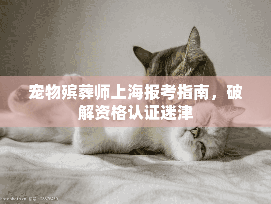 宠物殡葬师上海报考指南，破解资格认证迷津
