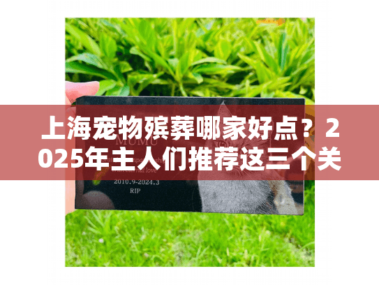 上海宠物殡葬哪家好点？2025年主人们推荐这三个关键点选服务机构