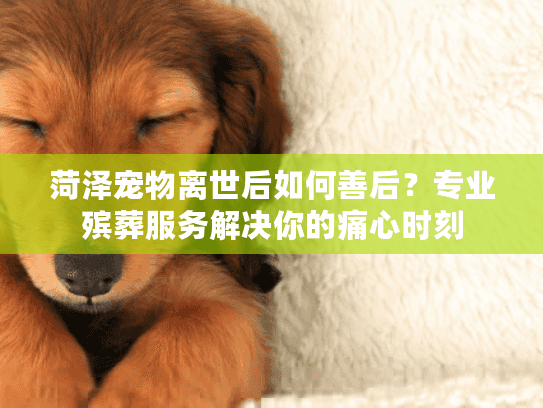 菏泽宠物离世后如何善后？专业殡葬服务解决你的痛心时刻