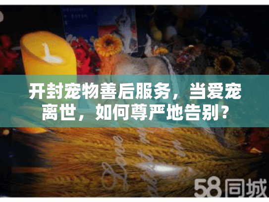开封宠物善后服务，当爱宠离世，如何尊严地告别？