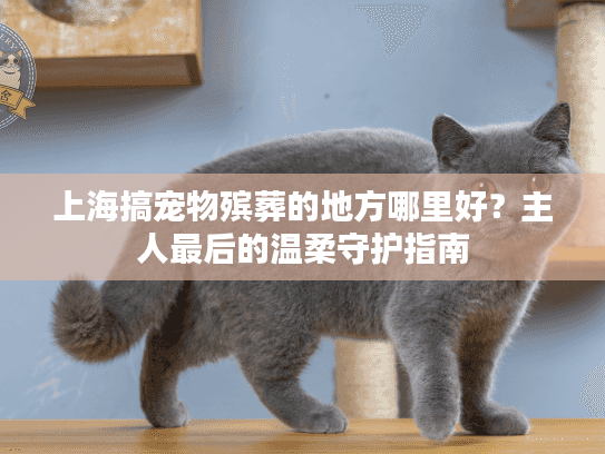 上海搞宠物殡葬的地方哪里好？主人最后的温柔守护指南