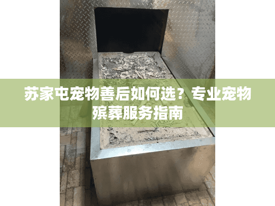 苏家屯宠物善后如何选？专业宠物殡葬服务指南