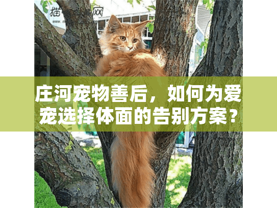 庄河宠物善后，如何为爱宠选择体面的告别方案？