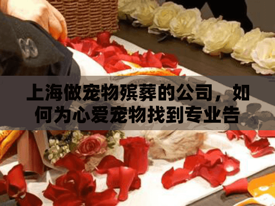 上海做宠物殡葬的公司，如何为心爱宠物找到专业告别服务