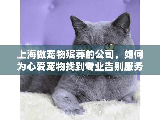 上海做宠物殡葬的公司，如何为心爱宠物找到专业告别服务