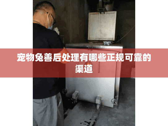 宠物兔善后处理有哪些正规可靠的渠道