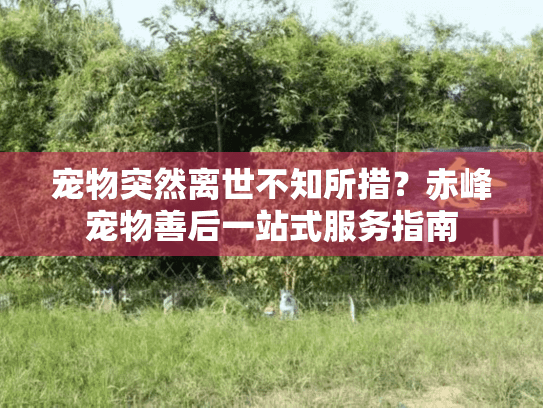 宠物突然离世不知所措？赤峰宠物善后一站式服务指南