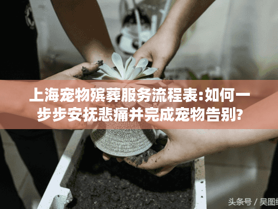 上海宠物殡葬服务流程表:如何一步步安抚悲痛并完成宠物告别?