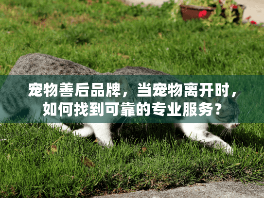 宠物善后品牌，当宠物离开时，如何找到可靠的专业服务？