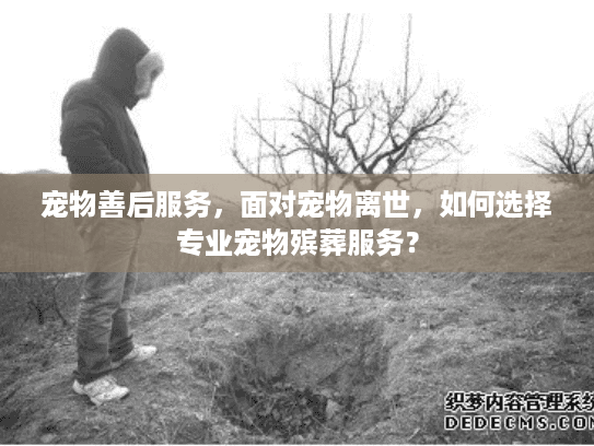 宠物善后服务，面对宠物离世，如何选择专业宠物殡葬服务？